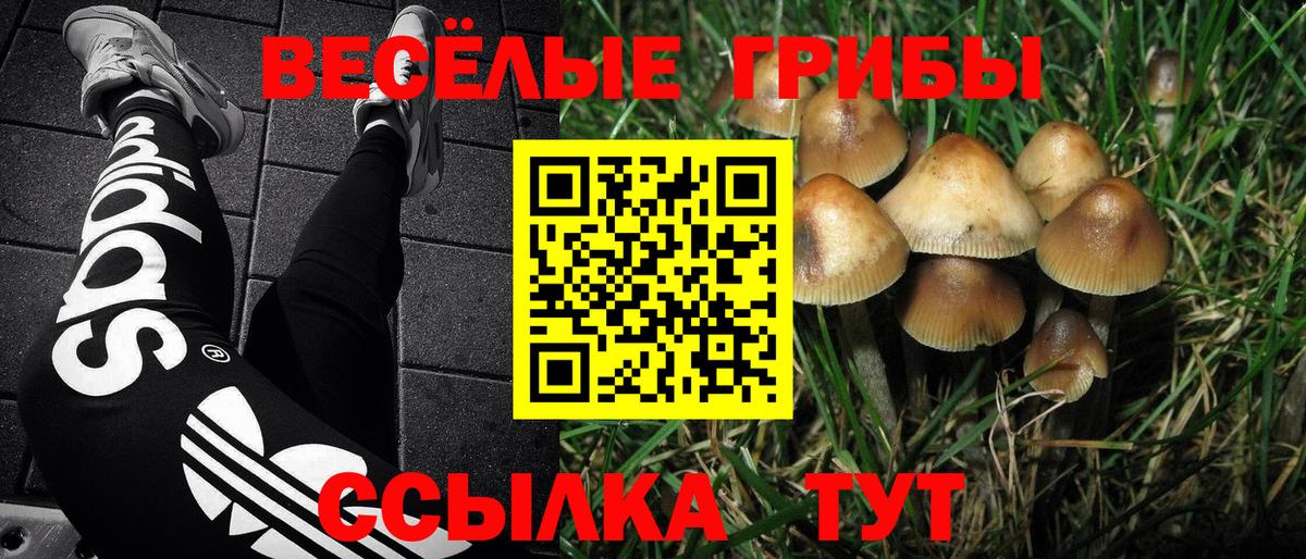 Борисоглебск  Псилоцибиновые грибы Psilocybe  Вход с VPN 